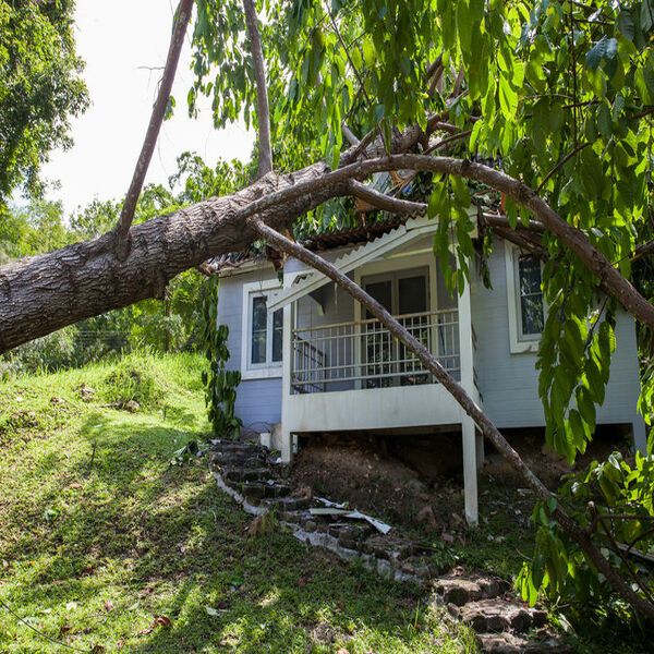 tree fallen on